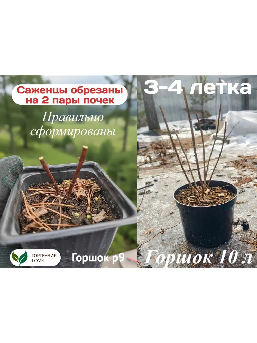 Геркулес гортензия метельчатая