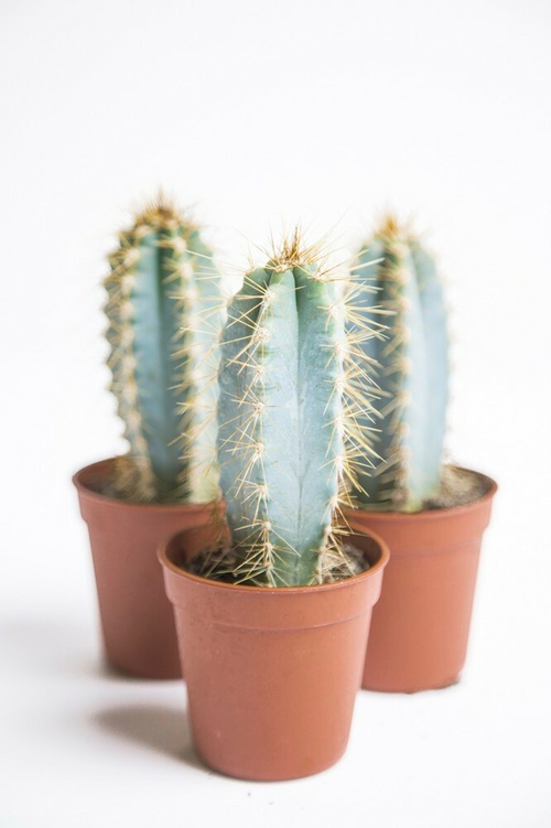 Длинный голубой кактус