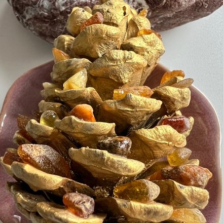 Buddhi Горы Фетхие. Янтарная шишка