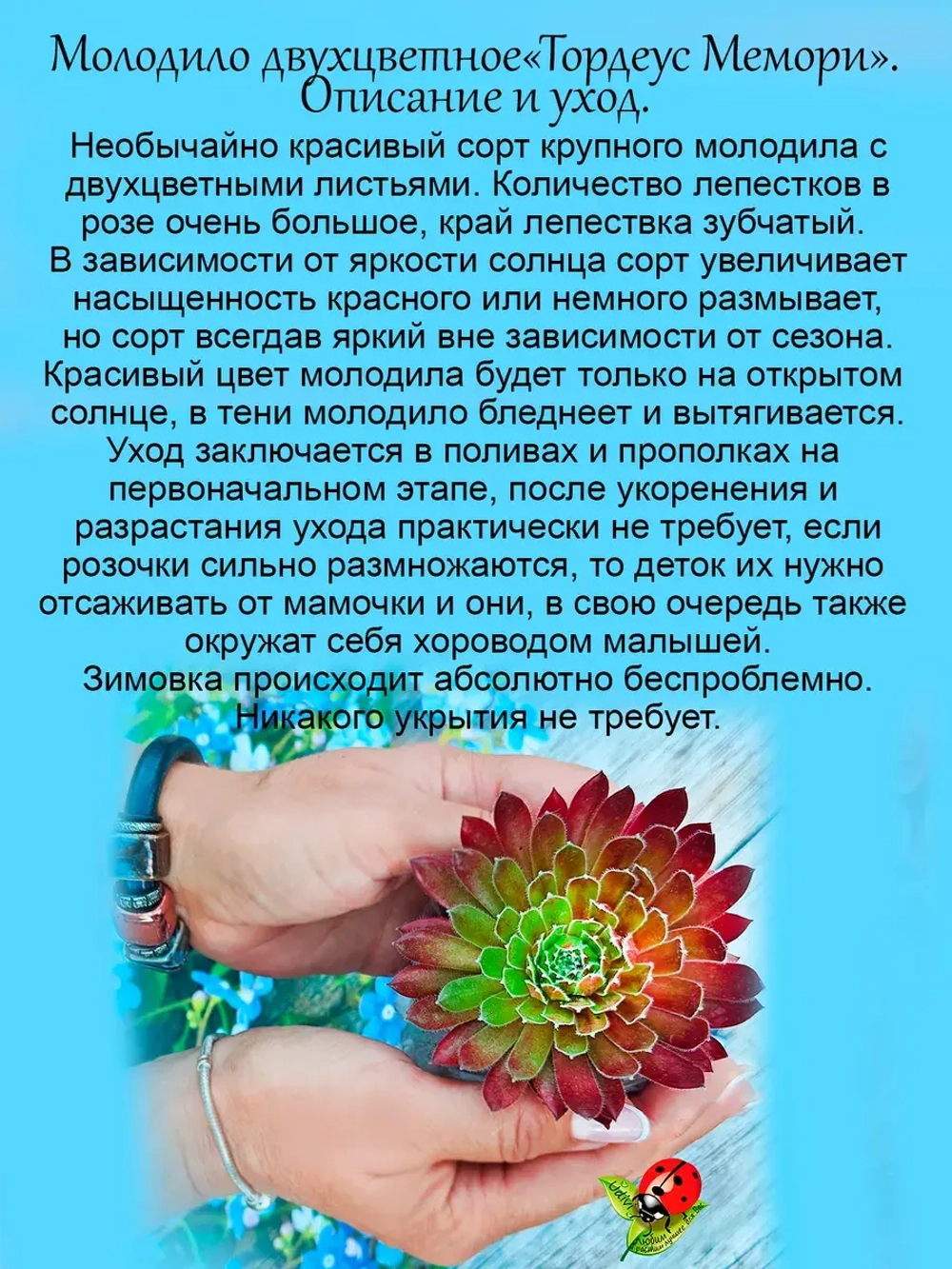 Молодило Тордеус Мемори двухцветное