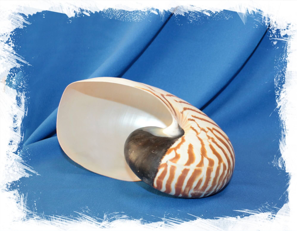 Nautilus pompilius