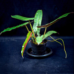 Филодендрон ATABAPOENSE