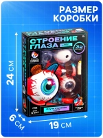 Макет Строения глаза