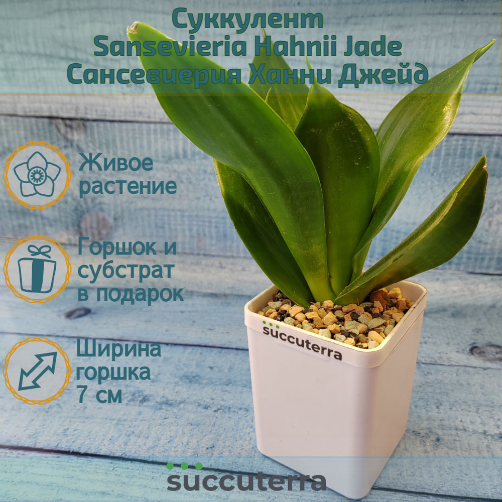 Sansevieria Hahnii Jade (Сансевиерия)