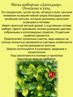 Мята Джинджер имбирная вариегатная