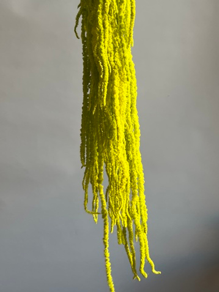 Амарант стабилизированный светло-зеленый