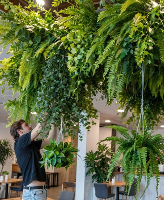 Потолочное озеленение