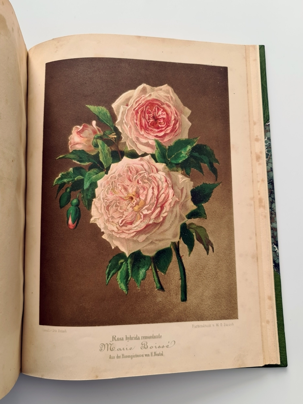 "Nestel`s Rosengarten. [  Сад роз Нестела]". E. Schweizerbartsche Verlagshandlung. 1869г.
