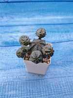Euphorbia Pseudoglobosa (Эуфорбия)