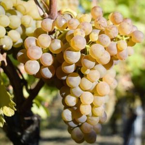 Вионье (фр. Viognier) - белый сорт винограда