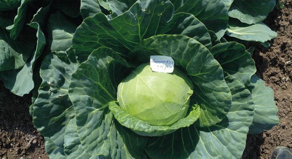 ГРИН ФЛЭШ F1 семена капусты белокочанной Seminis описание – фото 3