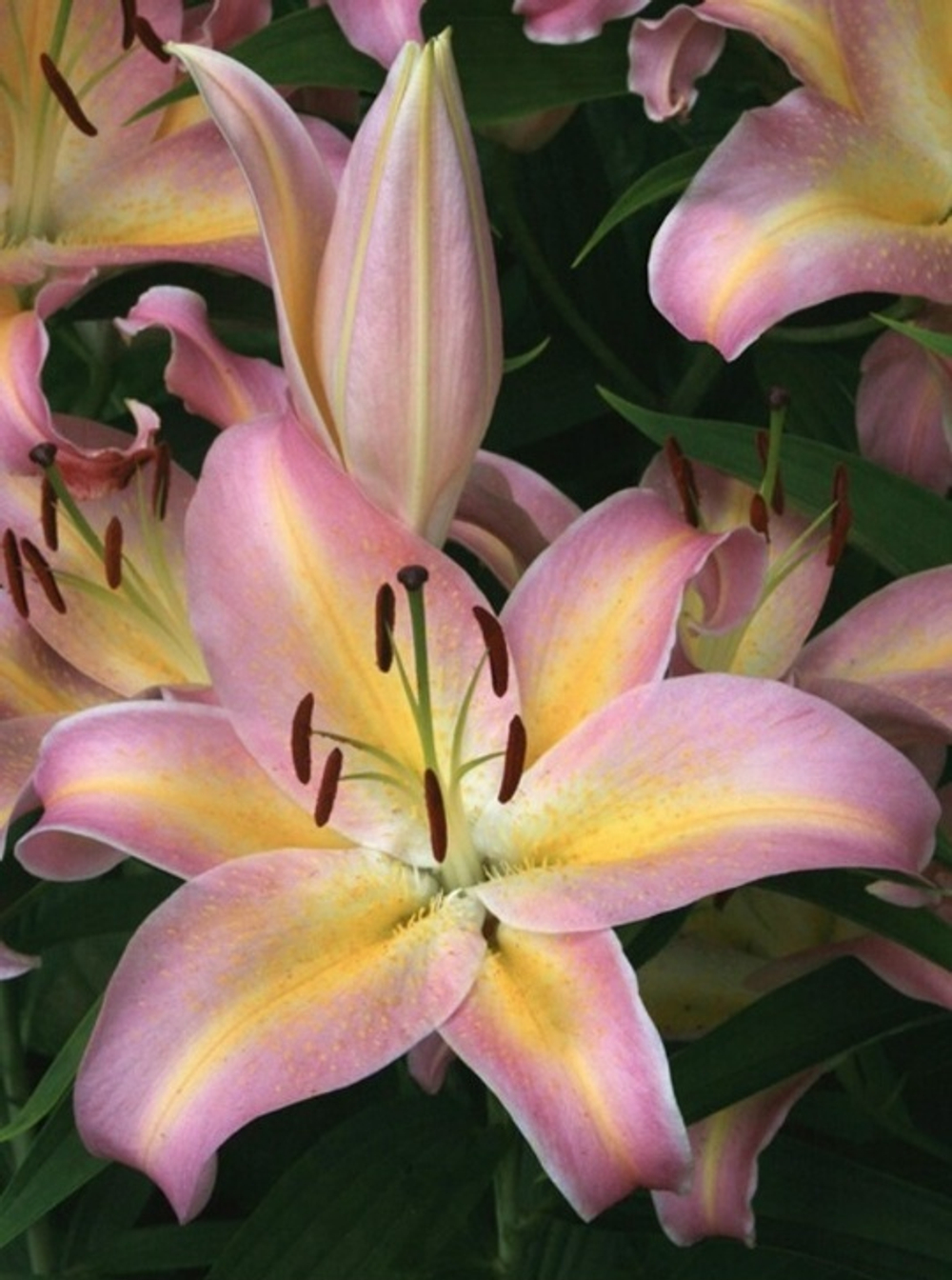 Лилия Hocus Pocus ( Восточный орентал)