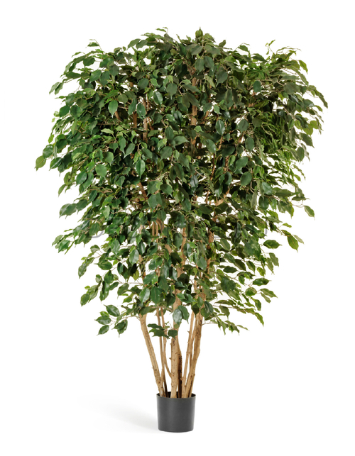 Фикус Бенджамина многоствольный 180см арт. 10.31006N