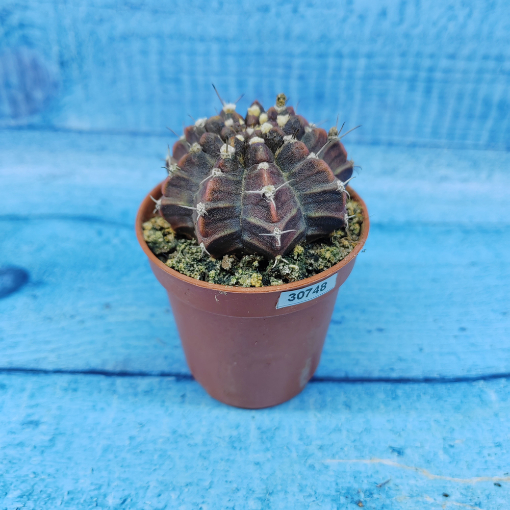 Gymnocalycium Friedrichii (Гимнокалициум)