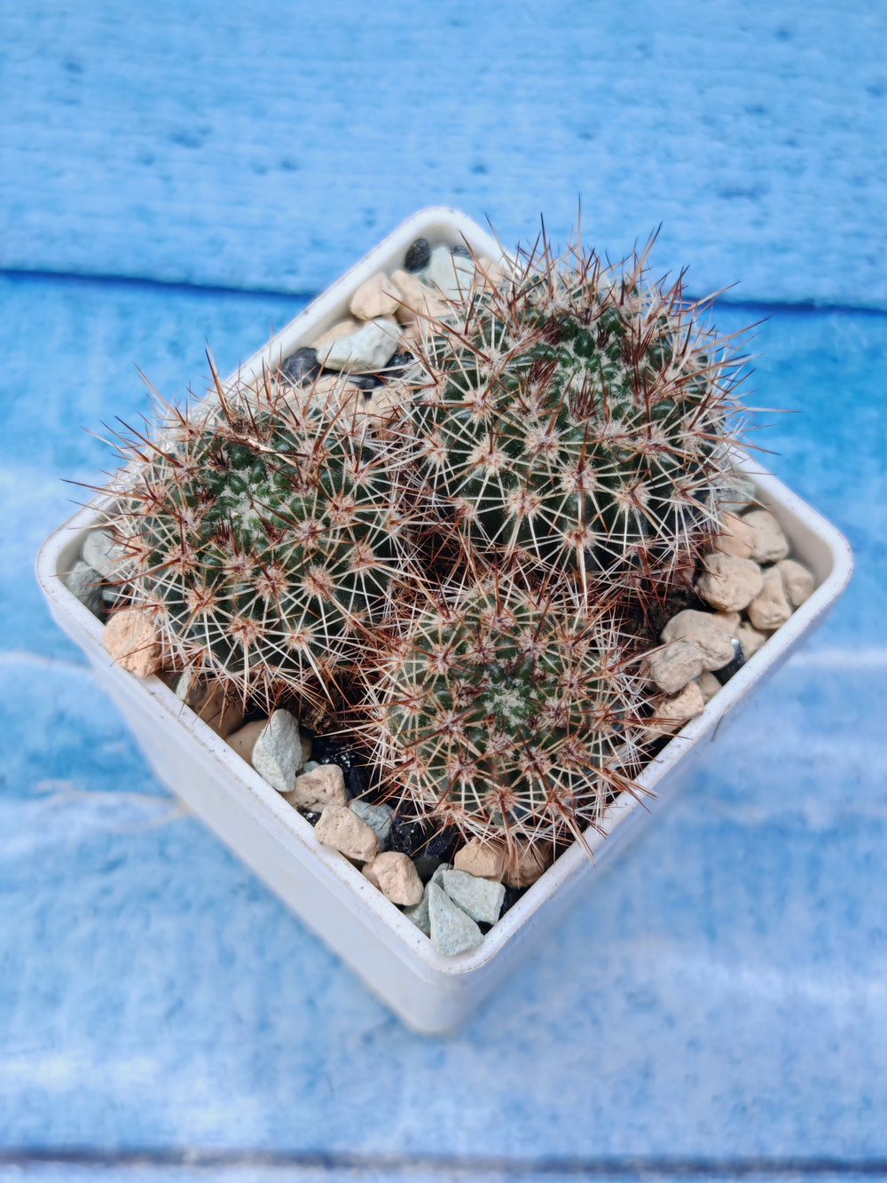 Notocactus Schlosseri (Нотокактус)
