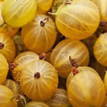 Крыжовник ФИНСКИЙ ЖЁЛТЫЙ ( ХИННОНМАКИ ЕЛЛОУ)