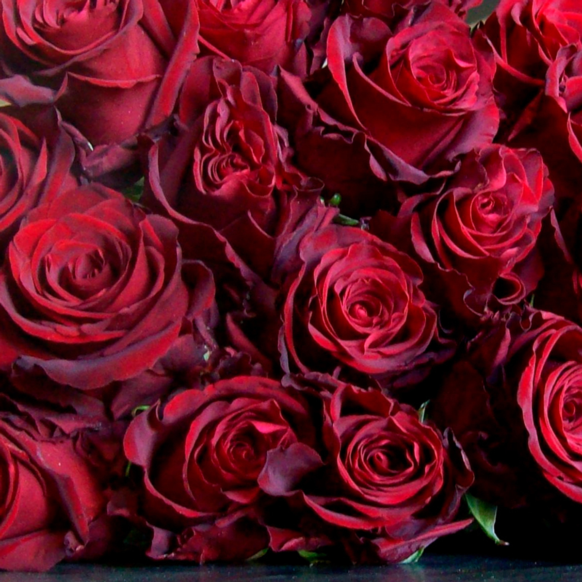 Ловец сердец — букет классических красных роз