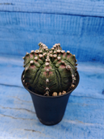 Gymnocalycium T-Rex Pink hybrid (Гимнокалициум T-rex)
