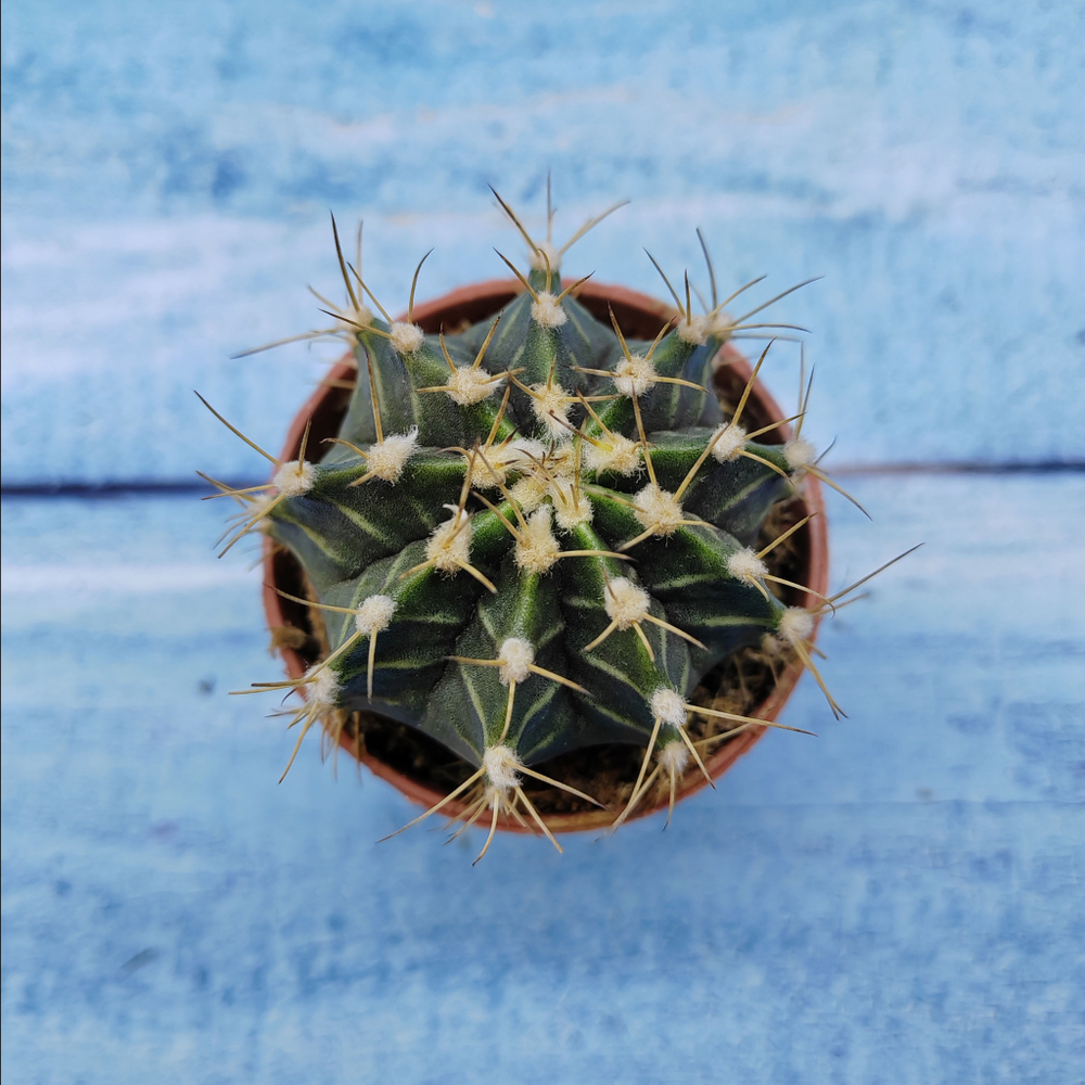 Gymnocalycium Friedrichii (Гимнокалициум)