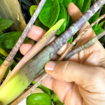 Замиокулькас BORAN VAR