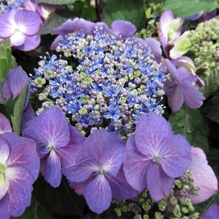 Blueberry Cheesecake/ Блюбери Чизкейк (Стандарт поставки Р9)2025г.