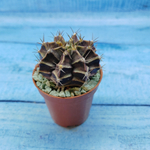 Gymnocalycium Friedrichii (Гимнокалициум)