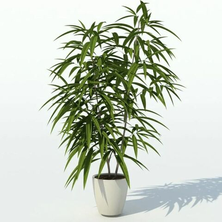 Фикус биннедика Али