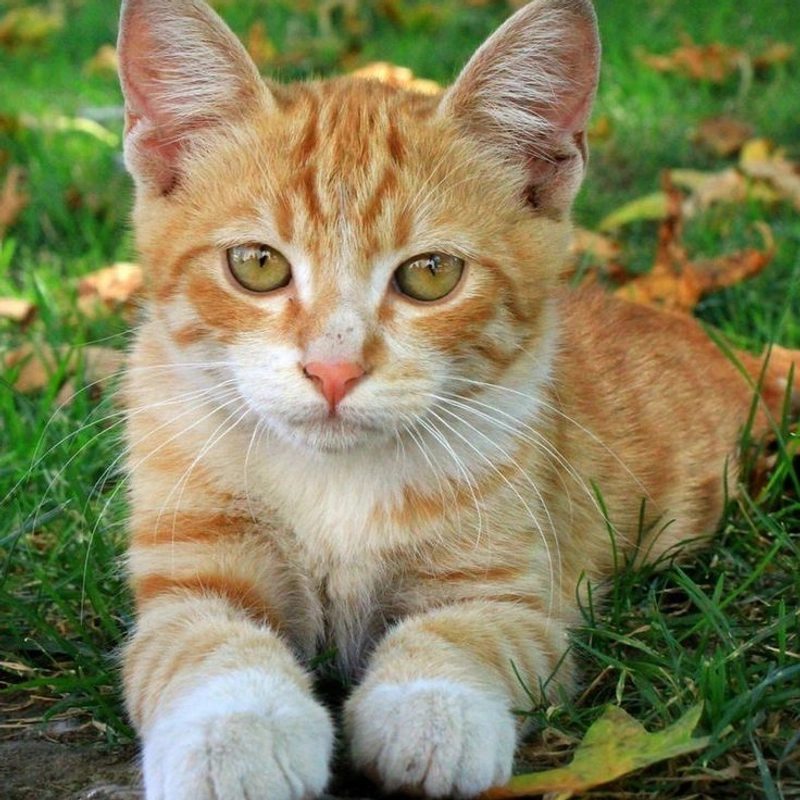 Колье Мой Любимый Пушистик – Персонализация