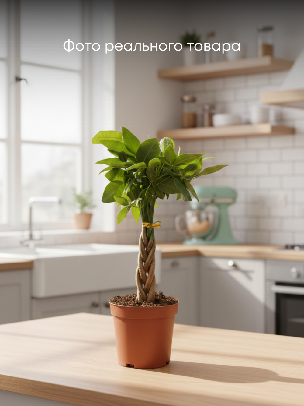 Пахира Five-Branch пять стволов д.