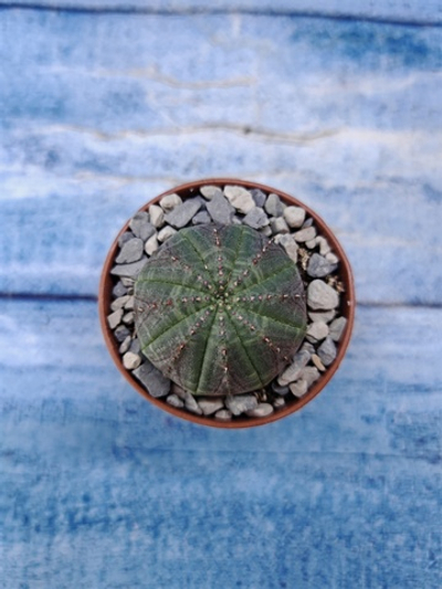 Euphorbia Obesa (Эуфорбия)
