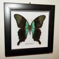 Бабочка Papilio peranthus в рамке