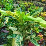 Кротон BUA KHAO