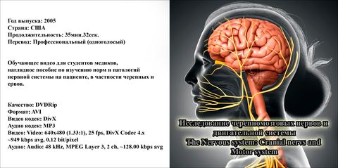 Исследование черепномозговых нервов и двигательной системы / The Nervous system: Cranial nervs and Motor system