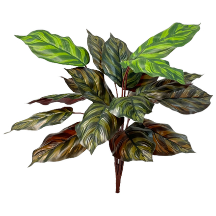 Калатея Макояна Бордо 45 см