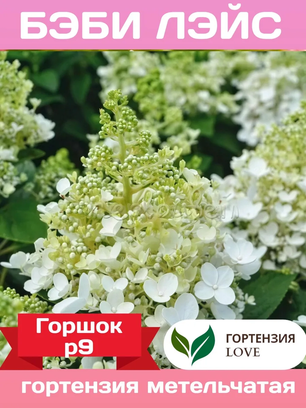 Бэби Лэйс гортензия метельчатая