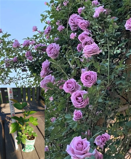 Роза Индиголетта плетистая