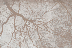 Коллекция VETVE