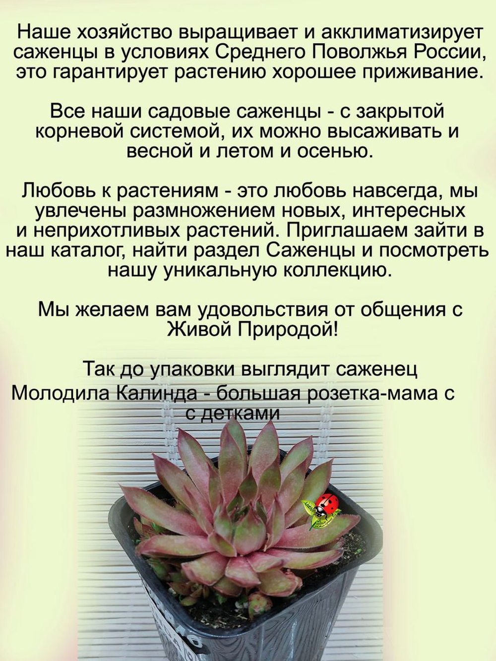 Молодило Калинда красное каменная роза многолетнее