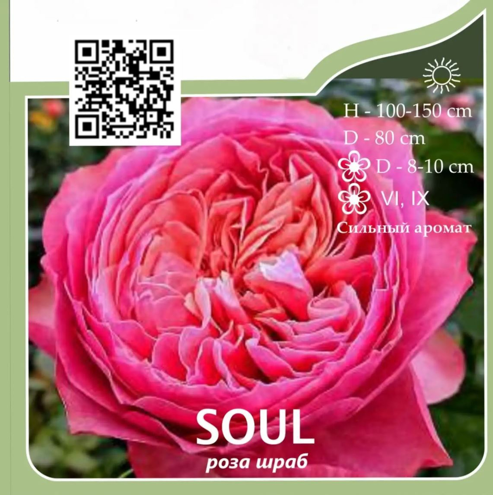 Роза шраб "Soul"