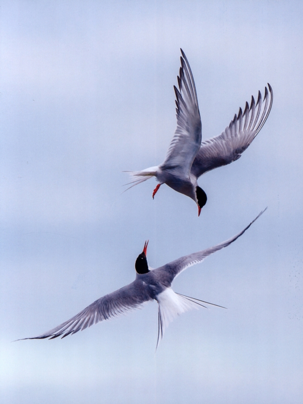 ЭНЦИКЛОПЕДИЯ ДЛЯ ДЕТЕЙ новые. РЕКОРДСМЕНЫ ЖИВОТНОГО МИРА