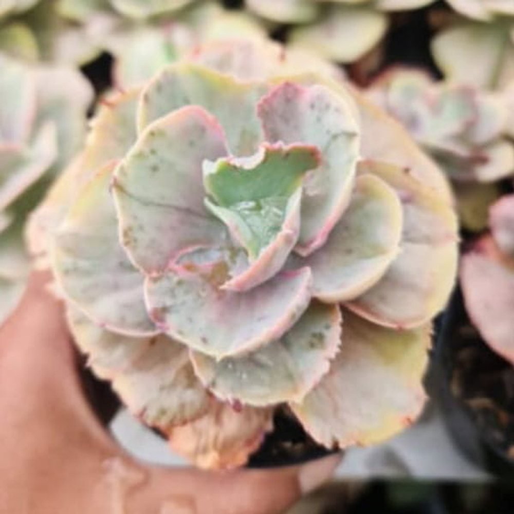 Эхеверия ROSE FAIRY PALE