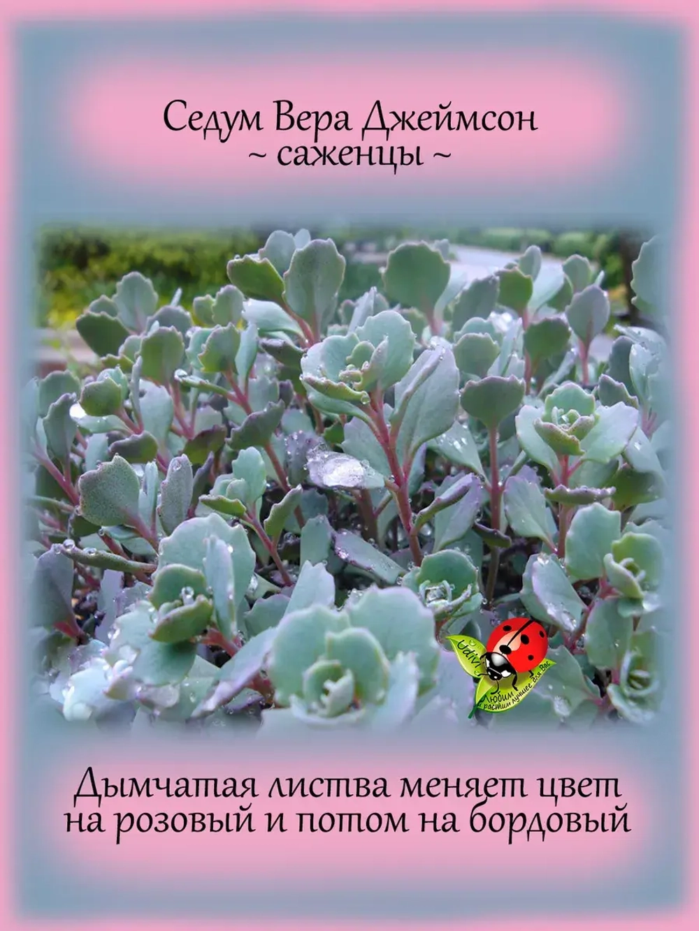 Седум Вера Джеймсон очиток многолетний