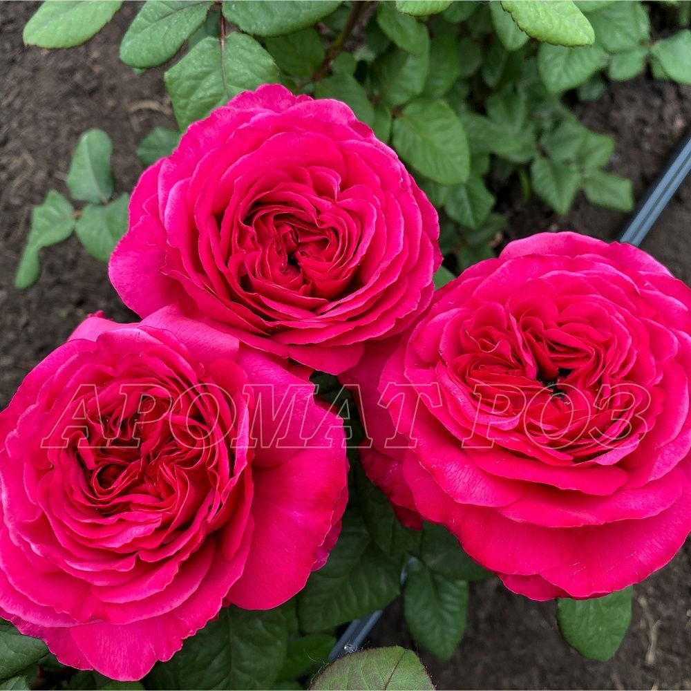 Принцесса Киши (Princess Kishi)