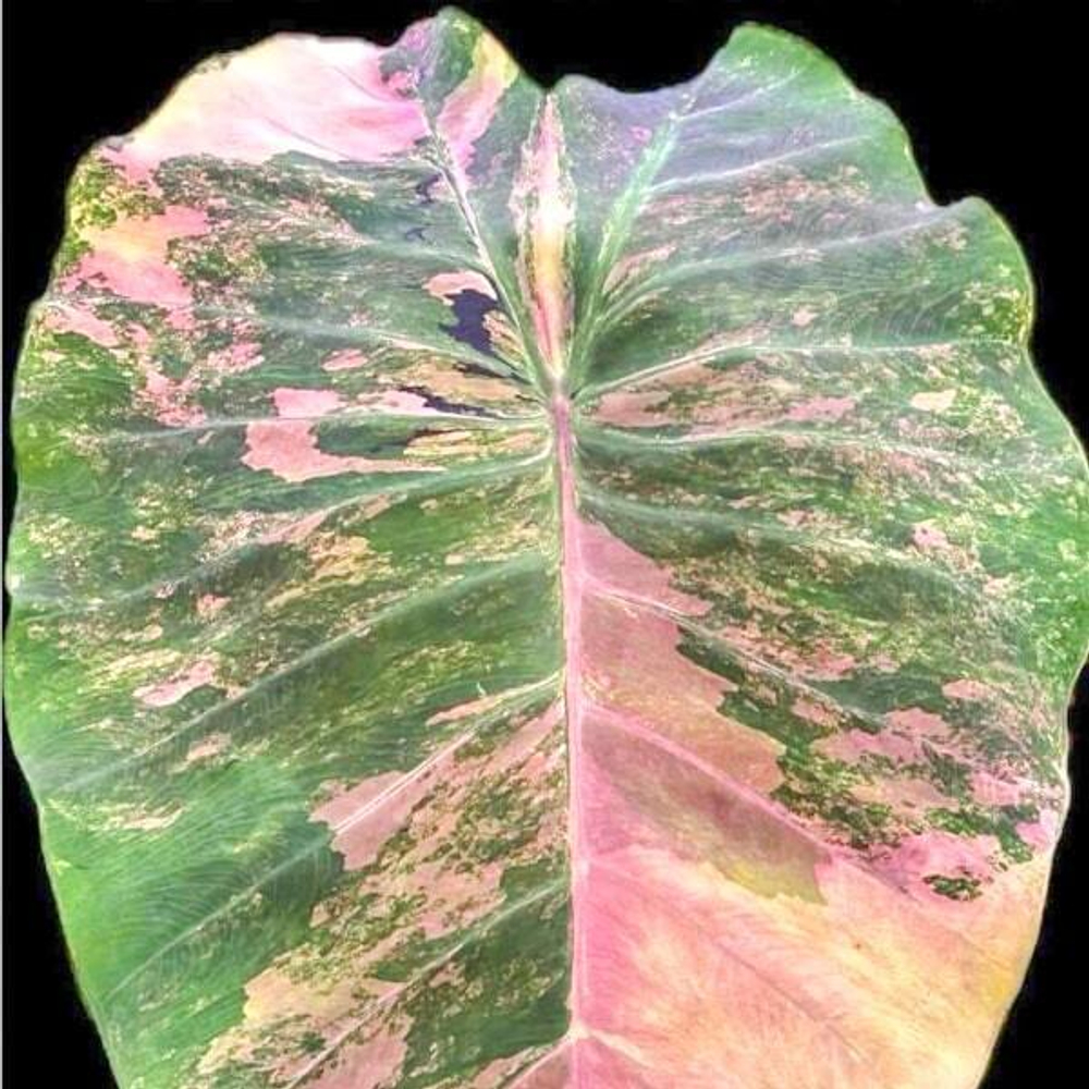 Колоказия CITRINE