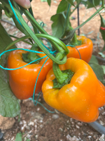 Перец сладкий Сенека F1