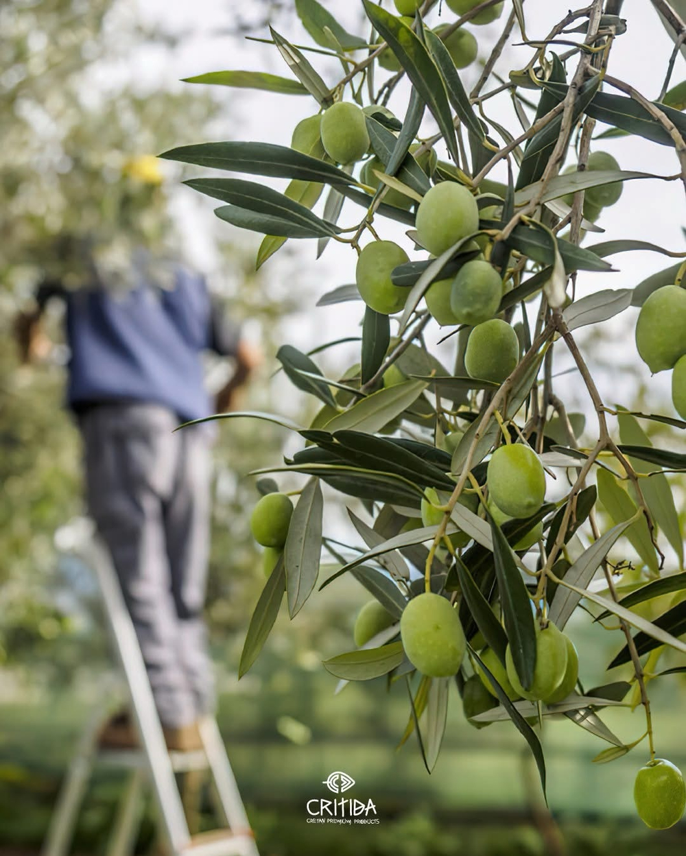 Оливковое масло Critida Crеtan Prеmium Sеlеction first grееn gold GRANDFATHER kraft papеr Extra Virgin, 0,5л , Греция , Греция