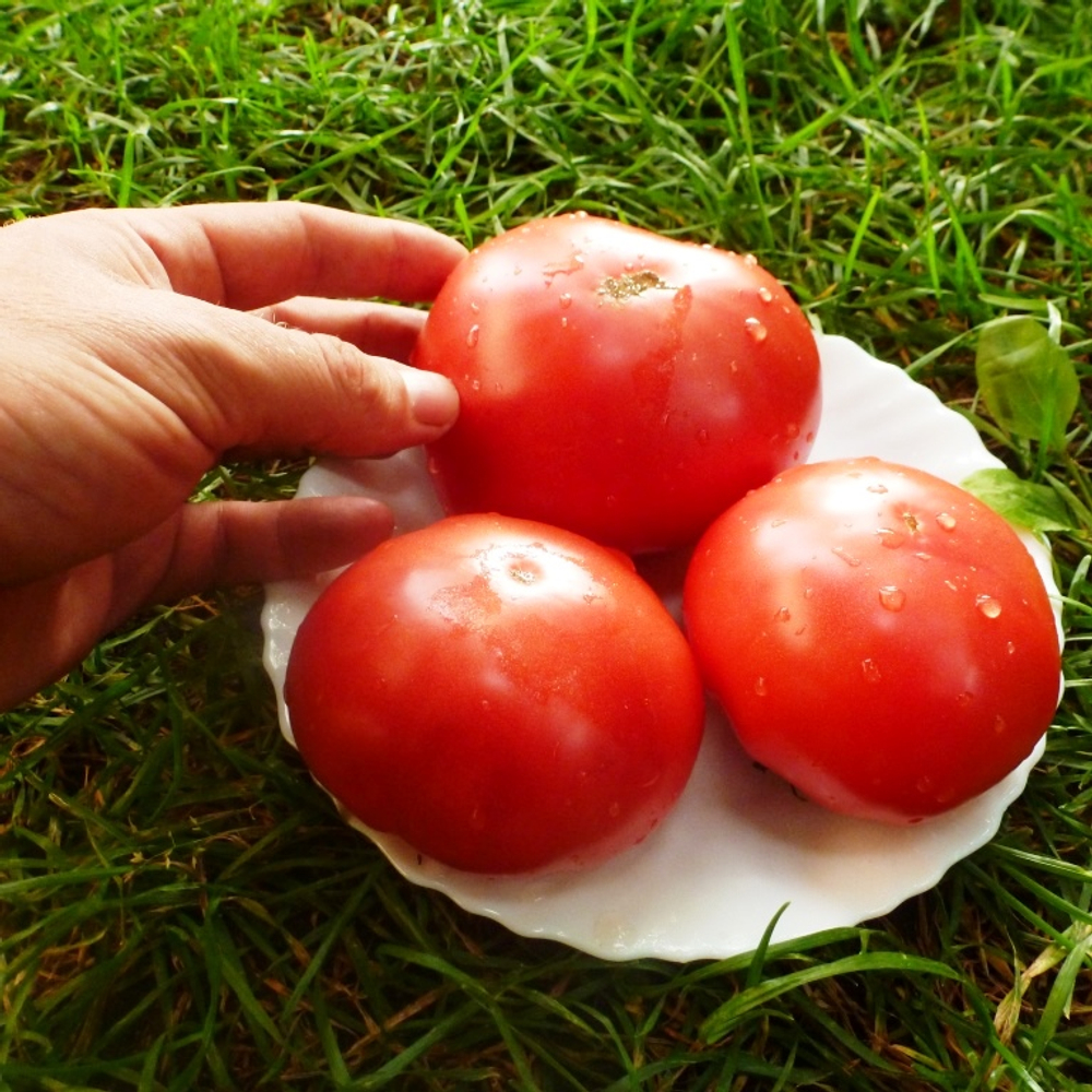 Помидоры Julia Child - Дитя Джулии