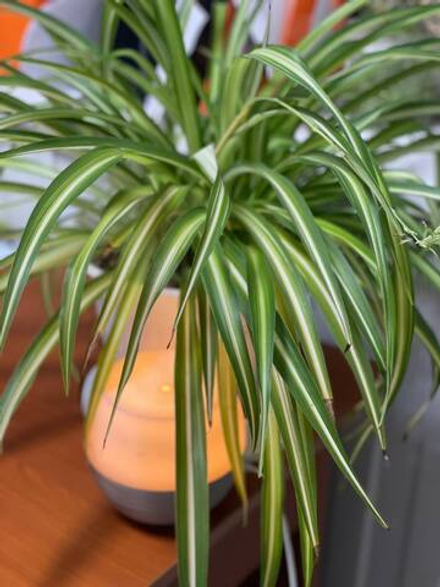 Хлорофитум живой фильтр для вашего дома: красота и польза в одном растении! (свежий срез растения)