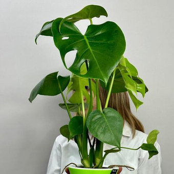 Комнатное растение Монстера