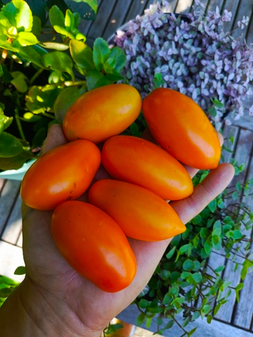 Лисичка сорт томата